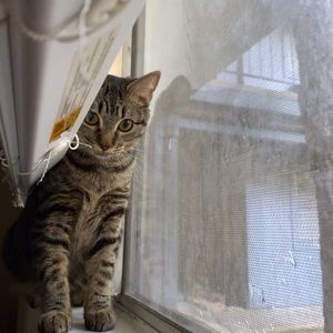 Meet your Posher, Owen